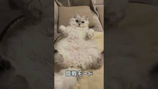 猫は偉そうなのではなく偉い #shorts