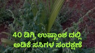 40 ಡಿಗ್ರಿ ತಾಪಮಾನದಲ್ಲಿ ಅಡಿಕೆ ಸಸಿಗಳು