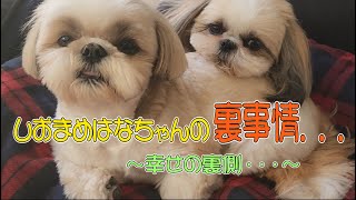 【シーズー】愛犬しおまめはなちゃんの裏側お見せします！！しおまめはなちゃんと出会えて良かった♡#いたずら大好き#愛しい犬たち#多頭飼い裏事情