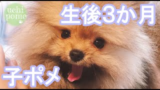 【子犬】子ポメラニアンがかわいいので見てほしい【ポメラニアン】