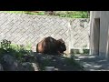 🌀日本の風景 108 日本平動物園 キリン・バイソンの巻