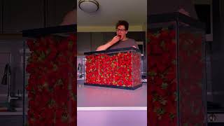 Challenge Eat 100kg strawberry 🍓. #curiousthink #fact #viral #trending.