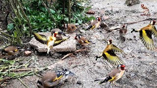 Motivational video, to help goldfinch start singing