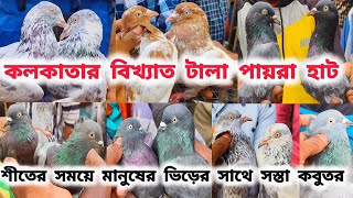 শীতের প্রথম সপ্তাহে জমজমাট টালা কবুতর হাট।TALA KABUTOR HAT।সস্তার পায়রা হাট ।@pigeonsloverrj9600