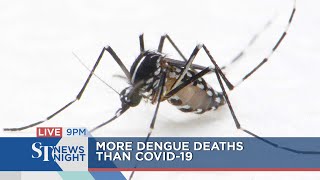 More deaths from dengue than Covid-19 | ST NEWS NIGHT