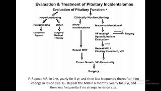 Pituitary Lecture 06 - Pituitary Incidentaloma