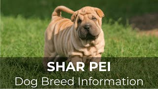 Chinese Shar Pei Information and Pictures -  Chews A Puppy