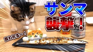 猫が共食いしそうだったのでサンマで手を打ってもらった