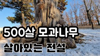 천연기념물 500살 모과나무