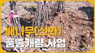 배과수원 | 배나무 품종개량 진행중입니다~신고에서 신화로..|#팩터한