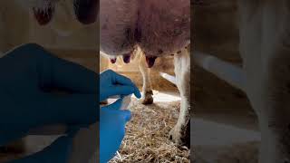 INFECTED WITH MASTITIS