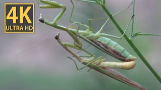 【ASMR】チョウセンカマキリの求愛　一旦「交尾」すると落ち着くのでしょうか。「ゆっくり」「長く」愛し合います。鳥などの「捕食者」に食べられないか心配です。