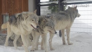 猛吹雪の中のオオカミたち~Wolves in Snowstorm