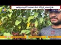 software engineer shines in sindhuri cultivation in bapatla సింధూరి పంట సాగులో సాఫ్ట్‌వేర్‌ ఉద్యోగి