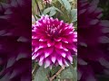 dahlia flower blooming 🌸 whatsapp status video short ytshort shorts