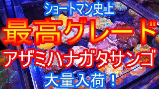 超入荷情報‼︎〜アザミハナガタサンゴ編〜ショートマンTV!