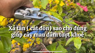 Xả tàn ( cắt đôn ) sao cho đúng để cây đâm tượt khoẻ sau tết // 4-1 âm lịch