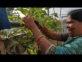 vegetables harvest and అమ్మమ్మ hair care tips random vlog