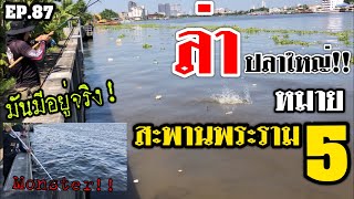 🎣🐠 We are Angler EP.87 “ ล่าปลาใหญ่ สะพานพระราม5 มันมีจริง!!” [ ตกปลาแม่น้ำเจ้าพระยา ]