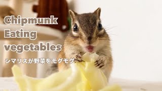 シマリスがいい音立てて野菜をモグモグ/Chipmunk is eating a salad