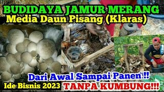 Cara Budidaya Jamur Merang dari Awal Sampai Panen !!! Media Klaras