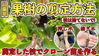 【超豪華】果樹の剪定方法．．．からの剪定した枝で無限に苗を増やす！剪定方法と増やし方を紹介