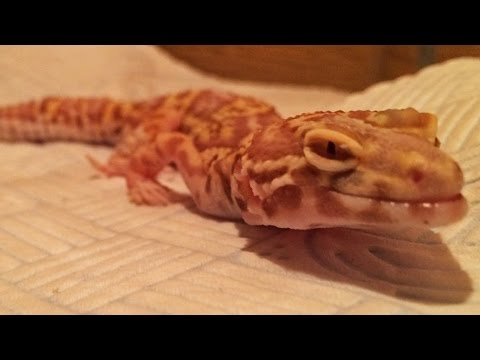 How long does it take for a leopard gecko to get metabolic bone disease?