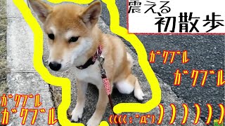 ビビッて震える初散歩！だけど草むらでは 元気いっぱい柴犬仔犬のお散歩デビュー！柴犬長七郎デス！