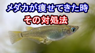 メダカが痩せた時の対処法 滋賀県のメダカ販売店 めだか藁屋 高木正臣