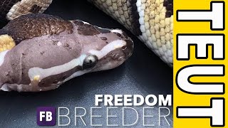 Freedom Breeder 1040 [Jessy Johnson]