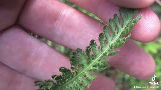 Yarrow is great plant for pain relief and depression