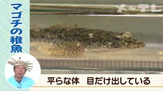 【藤前干潟の生き物たち】マゴチの稚魚（学名Platycephalus）　うごく生き物ずかん