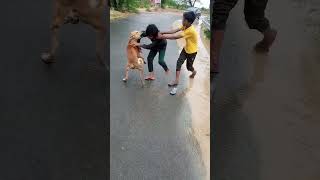 dog fight 😡😡#shortvideo #youtube #virel