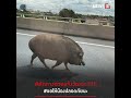 หมูป่าเดินชิลบนทางด่วน news story