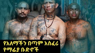 በጣም አደገኛ የሆኑ የማፊያ ቡድኖች-top 10 most dangerous mafia groups in the world /abel birhanu 2