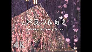 4K |  TRIP TO SUZUKA NO MORI TEIEN IN MIE | 鈴鹿の森庭園 | 三重県 | PART 2 | UME (PLUM) FLOWERS, CINEMATIC