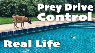 Real Life - Prey Drive Control