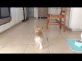 ralph the corgi puppy gets distracted during fetch