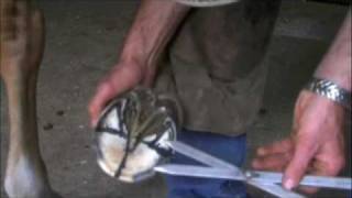 Farrier Quick Takes (Geoff Goodson): Using The Golden Mean When Trimming A Hoof