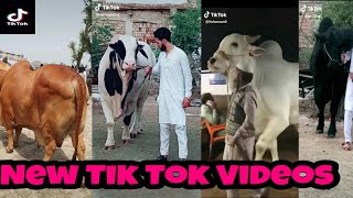 Amazing Cow Tik Tok videos 2019 for Eid ul Adha #smashtech