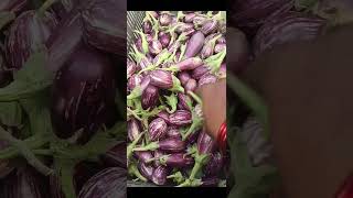 தோட்டத்தில் கத்தரிக்காய் பரிக்கும் வேலை #shorts #trending #brinjal #garden