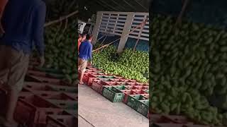 Green mango unloading process