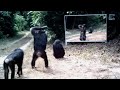 Animals in Mirrors Hilarious Reactions