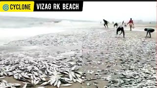 Michaung Cyclone: Vizag RK Beach Live Updates /తుఫాన్ కారణంగా వైజాగ్ RK బీచ్ లో చేపలు కొట్టుకొచ్చాయి