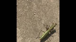 【グロあり・閲覧注意】コガネムシ幼虫を狩るカマキリ