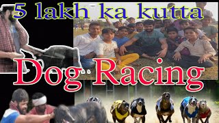 dog  रेस #rahuldhandlaniya #jhota #village #villagelife #blog #youtube #youtuber #trending #viral