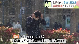 札幌市内で雪虫が大量発生、猛暑で去年の10倍以上の大繁殖　視界が白くなるほどの雪虫に「ここ通らないほうがいいかな」札幌市