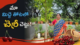 మా మిద్దె తోటలో చెర్రీ చెట్టు #terracegarden #cherry #plants #terracegardentelugu #gardeningtips