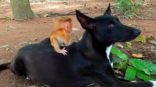 monkey was lying on the ground, the mother dog picked him up