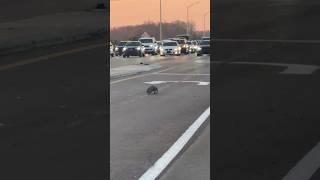 Alligator wandering across a busy highway, stopping traffic. Just another day in Florida!